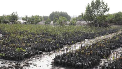 niger delta mangroves affected by oil spills